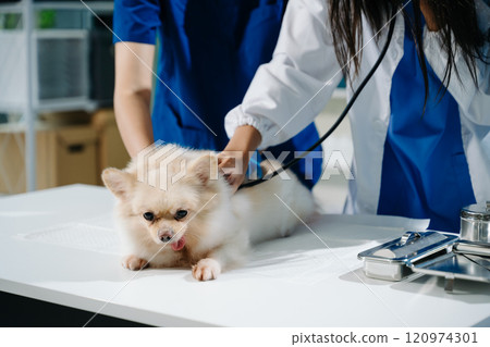 Professional veterinary care and animal examination with a fluffy dog. 120974301