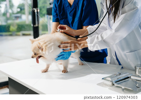 Professional veterinary care and animal examination with a fluffy dog. 120974303