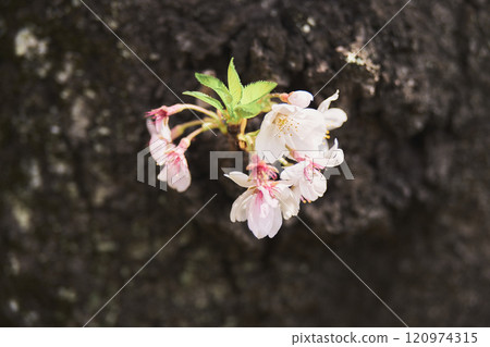 Cherry blossoms blooming from the trunk 120974315