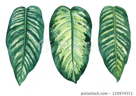 lush green dieffenbachia leaves painted in watercolor, tropical foliage illustration isolated on white, lush green plant 120974351