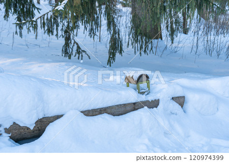 Bird feeder in winter forest. Snow falling and cold weather. Fir tree branch snow covered Bird feeder in winter forest. Snow falling and cold weather. Fir tree branch snow covered 120974399