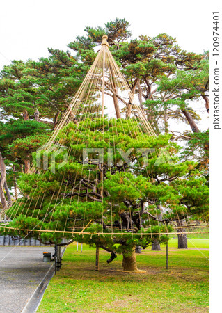 松雪柵欄 120974401