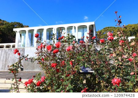 [Hyogo Prefecture] Suma Rikyu Park (Poseidon Square) with roses in full bloom 120974428