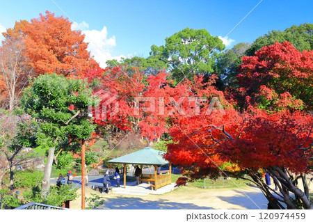 [兵庫縣] 晴天須磨離宮公園植物園的紅葉（綠瀑布） 120974459