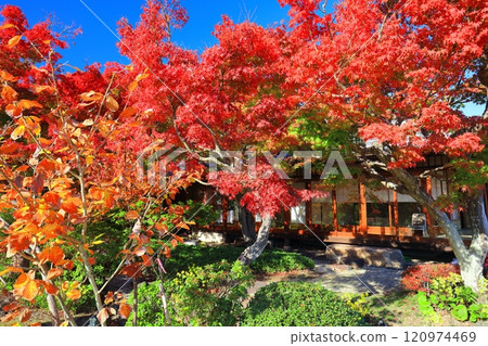 [兵庫縣] 陽光燦爛的須磨離宮公園植物園的紅葉 120974469