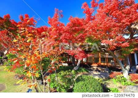 [Hyogo Prefecture] Autumn leaves at the botanical gardens of Suma Rikyu Park on a clear day 120974470