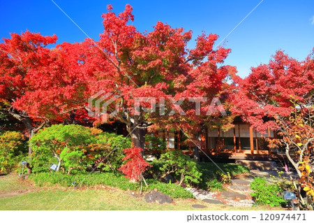 [兵庫縣] 陽光燦爛的須磨離宮公園植物園的紅葉 120974471