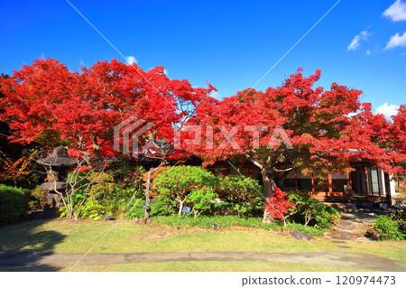 [Hyogo Prefecture] Autumn leaves at the botanical gardens of Suma Rikyu Park on a clear day 120974473
