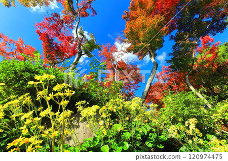 [兵庫縣] 晴天須磨離宮公園植物園的紅葉（紅葉瀑布） 120974475