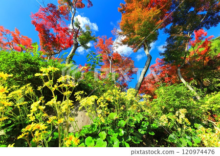 [兵庫縣] 晴天須磨離宮公園植物園的紅葉（紅葉瀑布） 120974476