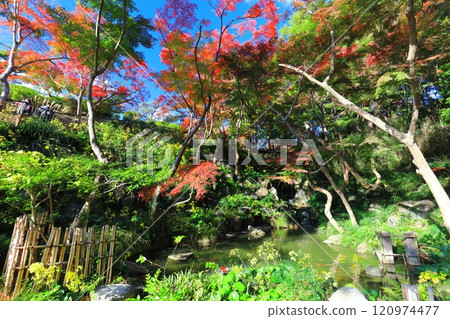 [兵庫縣] 晴天須磨離宮公園植物園的紅葉（紅葉瀑布） 120974477