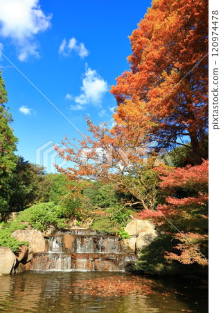 [Hyogo Prefecture] Autumn leaves at the botanical gardens of Suma Rikyu Park on a clear day (Sandan Falls) 120974478