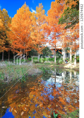 [兵庫縣] 須磨離宮公園（信池）對稱植物園的水杉黃葉 120974482