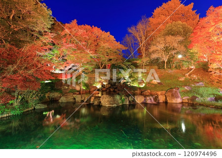 [Hyogo Prefecture] Autumn leaves illuminated at the botanical gardens of Suma Rikyu Park (Midori Falls) 120974496