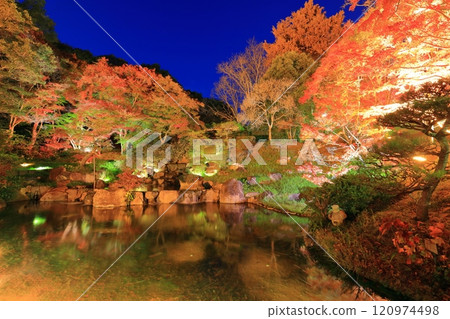 [Hyogo Prefecture] Autumn leaves illuminated at the botanical gardens of Suma Rikyu Park (Midori Falls) 120974498