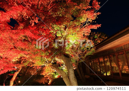 [兵庫縣]須磨離宮公園植物園的紅葉彩燈 120974511