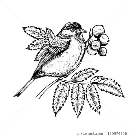 Bullfinch on a rowan branch with berries. Graphics. Hand drawn with ink. Black and white illustration for books, coloring books, print and design. Vector. City birds Bullfinch on a rowan branch with berries. Graphics. Hand drawn with ink. Black and white illustration for books, coloring books, print and design. Vector. City birds 120974536