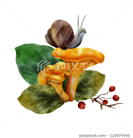 A snail crawls on chanterelle mushrooms. Nearby are green leaves of birch and linden. A branch with rowan berries in a realistic style. Watercolor hand drawn illustration on white background 120974540