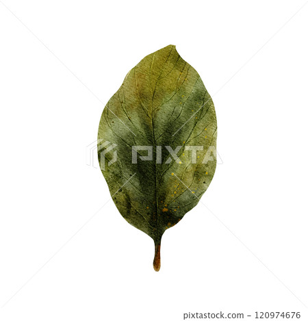 Birch. Green succulent birch leaf. Hand drawn watercolor illustration. Isolated on a white background. Forest and nature. For print, cards, invitations and design 120974676