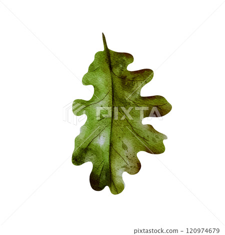 Autumn foliage. Oak tree leaf hand drawn in watercolor in realistic style. Isolated on a white background. Green leaf for print, decor, design 120974679