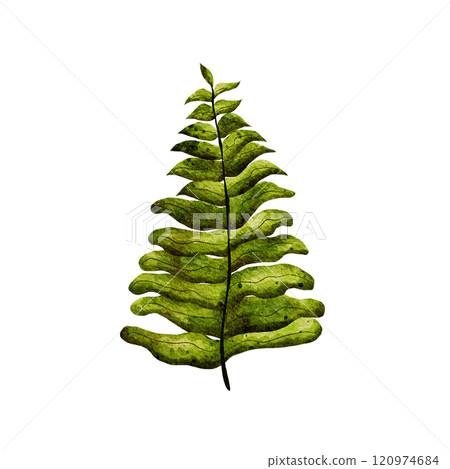 Tree leaf. Watercolor illustration of green fern leaves, hand drawn in a realistic style. Isolated on a white background. For cards, invitations, frames, weddings. Tree leaf. Watercolor illustration of green fern leaves, hand drawn in a realistic style. Isolated on a white background. For cards, invitations, frames, weddings. 120974684