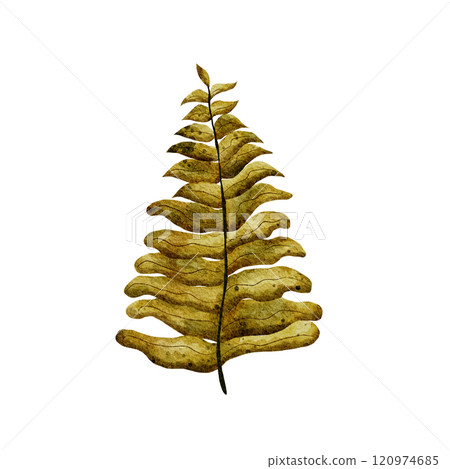 Tree leaf. Watercolor illustration of dry fern leaves, hand drawn in a realistic style. Isolated on a white background. For cards, invitations, frames, weddings. 120974685