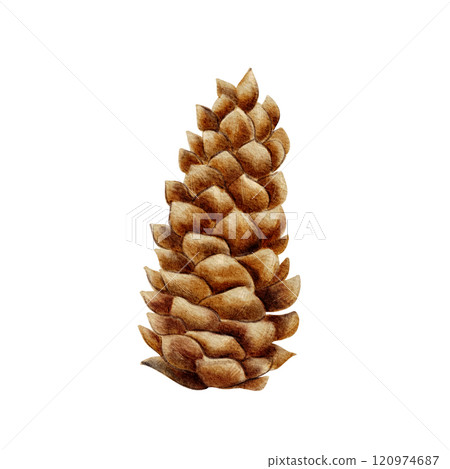 Pinecone. Natural forest watercolor element. Hand drawn in a realistic style, isolated on a white background. For printing, design, cards, textiles, scrapbooking 120974687