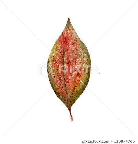 Dry tree leaf. Hand drawn watercolor illustration. Fallen leaves of golden color in a realistic style. Isolated on a white background. For invitation, design, scrapbooking, stickers Dry tree leaf. Hand drawn watercolor illustration. Fallen leaves of golden color in a realistic style. Isolated on a white background. For invitation, design, scrapbooking, stickers 120974700