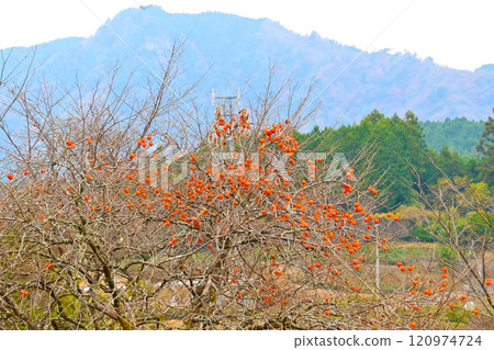 Persimmon tree of Yamazato Persimmon tree of Yamazato 120974724