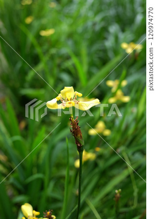 Blooming yellow Neomarica longifolia is a species of perennial herb meadow in tropical garden 120974770