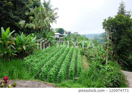 Agricultural crops grown on the mountain is Balinese lifestyle in Bali of Indonesia Agricultural crops grown on the mountain is Balinese lifestyle in Bali of Indonesia 120974771