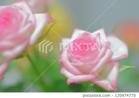 Bouquet of pink roses in bloom Bouquet of pink roses in bloom 120974778