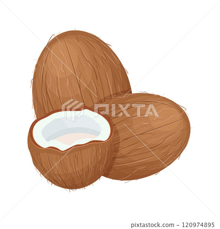 Coconut. Coconut. Coconuts are open and whole. A tropical fruit. Vector illustration 120974895