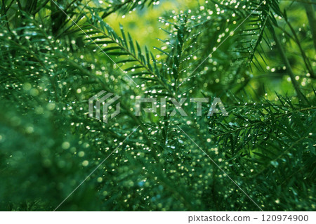 雨滴像閃閃發光的寶石一樣閃閃發光。綠葉上無數的雨滴，美麗地揭示它們的存在。 120974900