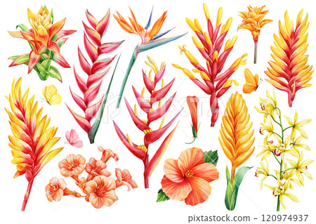Set tropical flowers isolated botanical flora. Bird of paradise, Bromelia, Orchid, Hibiscus, Guzmania, heliconia Hawaii 120974937