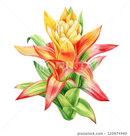 Tropical flower watercolor botanical painting isolated. Summer exotic flower. Tropic plant Guzmania, hand drawn graphic 120974940