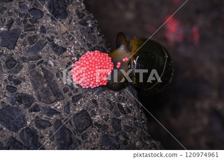 Invasive alien species jumbo snake laying eggs 120974961