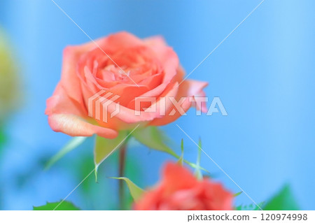 A red rose 120974998