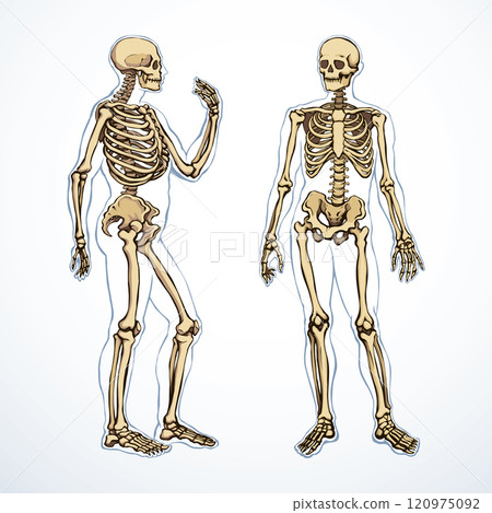 Human skeleton. Vector schematic drawing 120975092