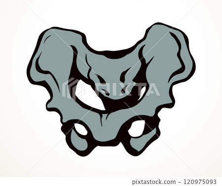 Vector drawing. Pelvic bones icon 120975093
