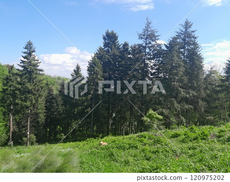 green forest on a sunny day green forest on a sunny day 120975202
