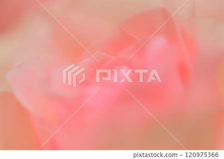 粉紅色的玫瑰 120975366