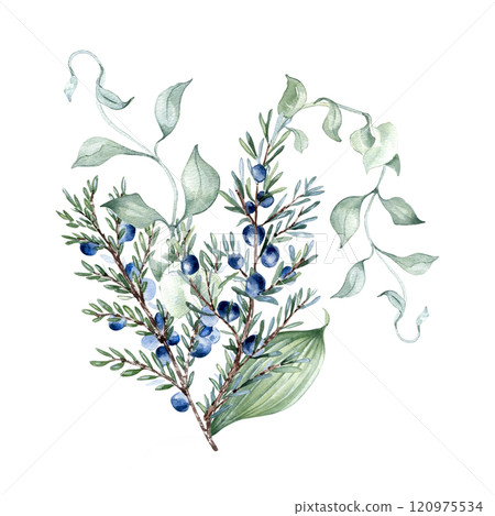 Greenery bouquet of juniper branches delicate watercolor illustration isolated. Foliage of curly vine and twigs hand drawn in sage green. Bunch leaves for nature design, wedding stationary, wall art. 120975534