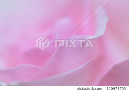 粉紅玫瑰花瓣 120975703