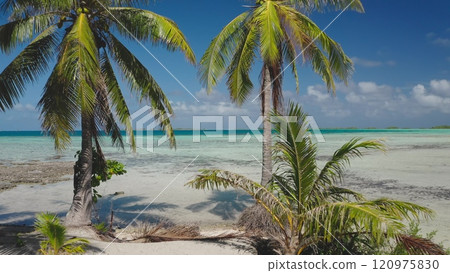 Green coconut palm trees growing pristine white sand beach, beautiful turquoise lagoon water under blue sky and clouds in Rangiroa, French Polynesia. Remote wild nature paradise, exotic summer travel 120975830