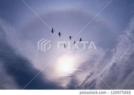 Swans living in Hokkaido in winter 120975888