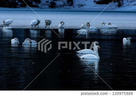Swans living in Hokkaido in winter 120975889