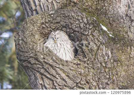 The Ezo owl that lives in the forests of Hokkaido The Ezo owl that lives in the forests of Hokkaido 120975896