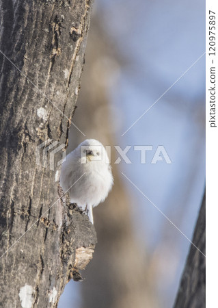 北海道冬季,長尾山雀棲息在樹枝上 北海道冬季,長尾山雀棲息在樹枝上 120975897