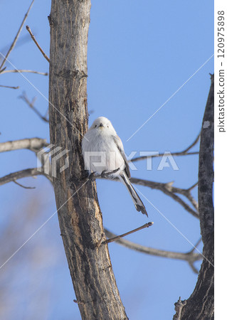 A long-tailed tit perches on a tree branch in Hokkaido in winter A long-tailed tit perches on a tree branch in Hokkaido in winter 120975898